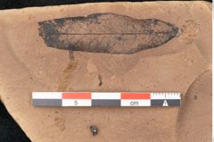 Foto (Detailansicht) von Plantae indet.  (NHMW-GEO-2024-0188-11489)